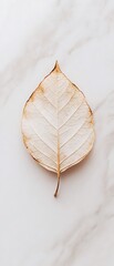 Wall Mural - Single dried leaf on marble background.