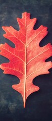 Poster - Single red oak leaf on dark background.