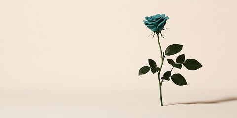 Wall Mural - Single teal rose on beige background.