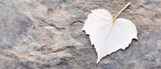 Wall Mural - White leaf on grey stone.