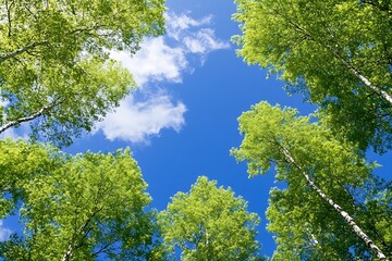 Poster - Sunlit Green Tree Canopy with View of Clear Blue Sky and White Clouds : Generative AI