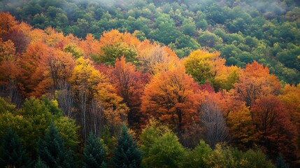 Poster - Vivid Autumn Foliage Dense Forest Landscape Captured in the Peak of Fall Season with Vibrant Green and Orange Colors : Generative AI