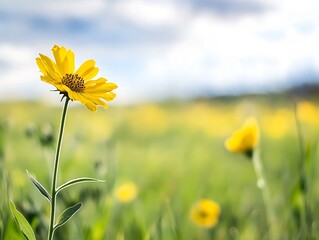 Poster - Vibrant Yellow Wildflower Blooming in Sunny Meadow Landscape Photography : Generative AI