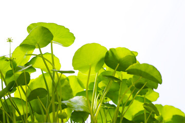 Wall Mural - Centella asiatica (gotu kola). Fresh green leaves herb background.