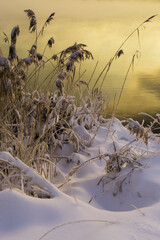 Wall Mural - reeds in the snow