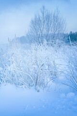 Wall Mural - snow covered trees