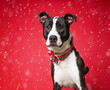 © annette shaff - cute dog on an isolated background in a studio shot