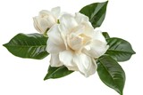 High Quality Picture of Gardenia Flower Isolated on Solid White Background, Png DiCut Style