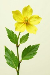 Wall Mural - Yellow barberry flower on a stem with green leaves, yellow, natural, flora