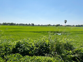 Wall Mural - rice paddy field in thailand