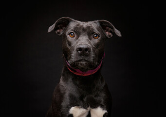 Wall Mural - cute dog on an isolated background in a studio shot