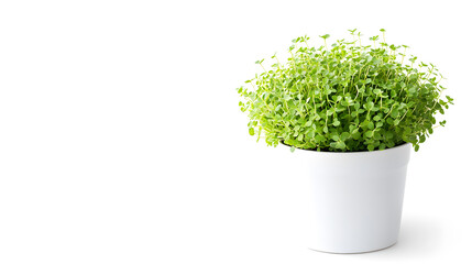 Canvas Print - A lush, vibrant green microgreen plant thrives in a simple white pot, isolated against a clean white background. Perfect for illustrating health, growth, or freshness.