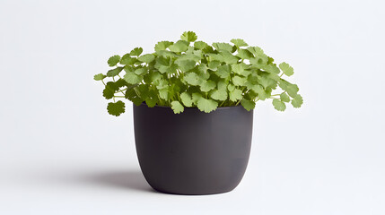 Canvas Print - A vibrant cilantro plant thrives in a sleek, dark gray pot, set against a minimalist white background. The plant's fresh green leaves are lush and full, suggesting healthy growth.