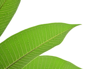 Wall Mural - beautiful green leaf texture in springtime, water drop on frangipani leaves