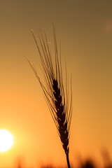 Wall Mural - a stalk of wheat is silhouetted against a sunset