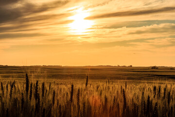 Wall Mural - a field of golden wheat with a bright sun in the sky