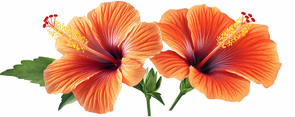 Wall Mural - Vibrant Orange Hibiscus Flowers Illustration