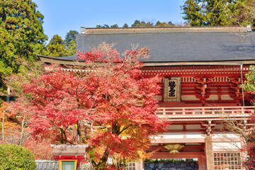 Wall Mural - 鞍馬寺の紅葉