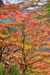 Wall Mural - 鞍馬寺の紅葉