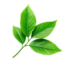 Wall Mural - fresh green leaves with a vibrant hue on a white isolated background.