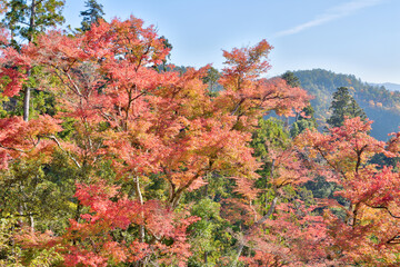 Wall Mural - 鞍馬寺の紅葉