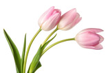 Three light pink tulips isolated with transparent background