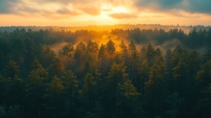 Canvas Print - nature photography top view forest shadow live tapestr