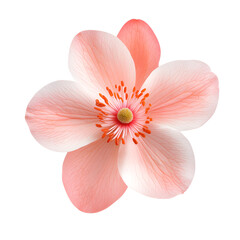 Wall Mural - pink and white flower isolated on white background.