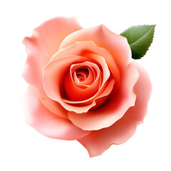 Wall Mural - beautiful peach rose on white isolate background.
