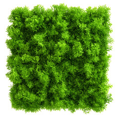 Wall Mural - vibrant green moss texture, ideal for nature-themed designs.