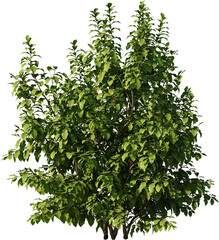 small tree, colored tree, small plant