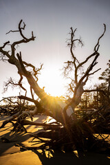 Wall Mural - Sun setting through a piece of driftwood