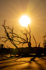 Wall Mural - The sun high in the sky over the driftwood on the beach