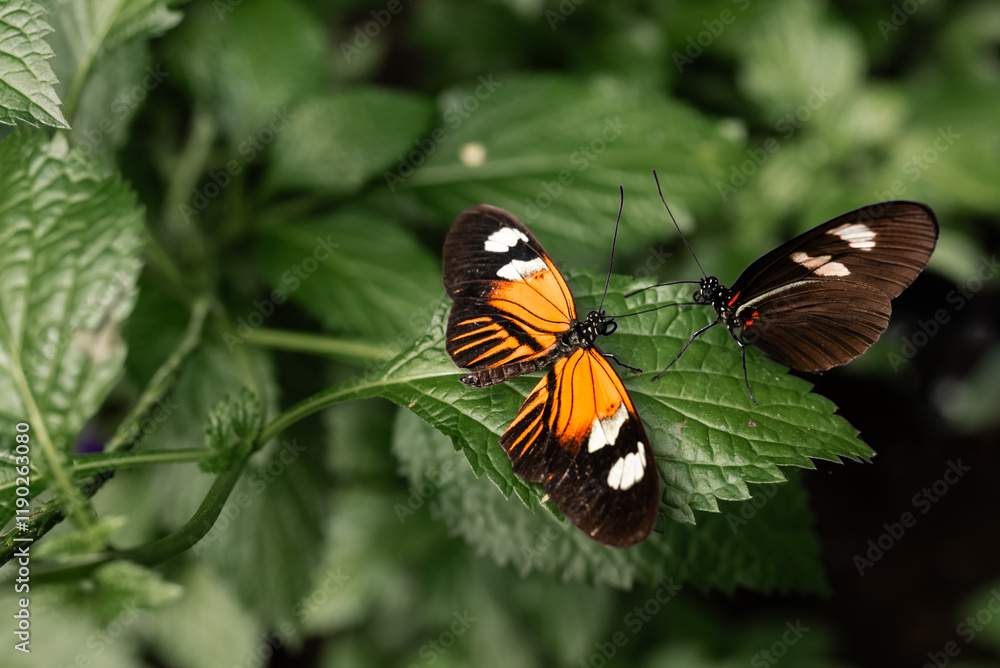 Butterfly resting on a leaf in a serene butterfly conservatory Stock ...