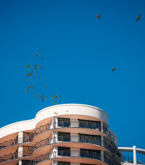 building with sky green parakeets Miami