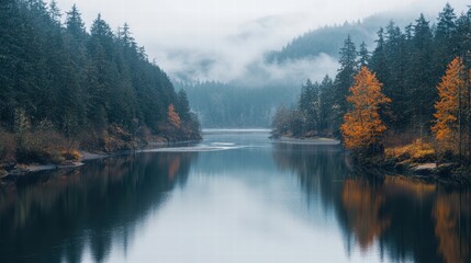 Wall Mural - A peaceful river flowing through a forest with reflections on the water