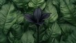 © anong - An exotic black bat flower in full bloom, highlighting its unusual shape and dark tones against a lush green background.