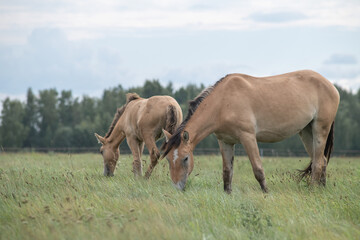 Wall Mural - Beautiful thoroughbred horses on a summer pasture.