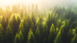 © Dira - Sunlight filtering through misty evergreen trees in a dense forest, suitable for nature blogs, environment websites, and outdoor publications.