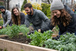 © Osadchyi_I - A group of friends work together in a community garden, tending to various leafy greens and herbs.