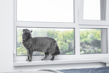 A gray cat sits on the windowsill