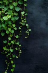 Wall Mural - Lush green ivy cascading down a dark wall.