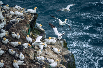 a colony of gannets perched on the rugged skoruvikurbjarg cliffs on the langanes peninsula in northe