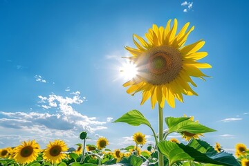 Wall Mural - A tall sunflower with bright yellow petals stands out in a field of sunflowers, bathed in sunlight against a clear blue sky, Sunflowers towering over a field against a bright blue sky