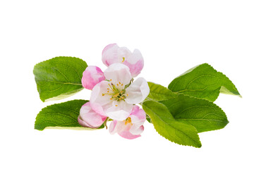 Wall Mural - apple blossom isolated