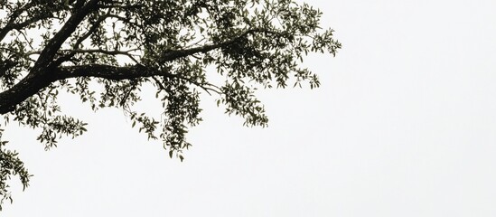 Tree branch with leaves against a bright sky.