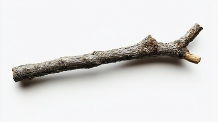 Small, dry tree branch isolated on white background.