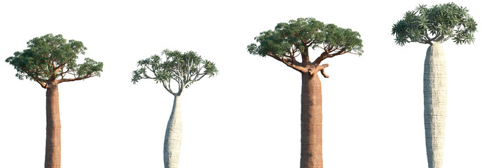Wall Mural - set of adansonia digitata (the african baobab) and pachypodium geayi frontal isolated png on a trans