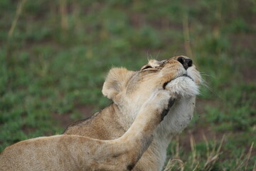 female lion lioness scratching her face with her back paw in the serengeti national park tanzania