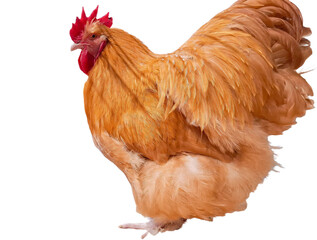 Wall Mural - Yellow Orpington hen isolated on white